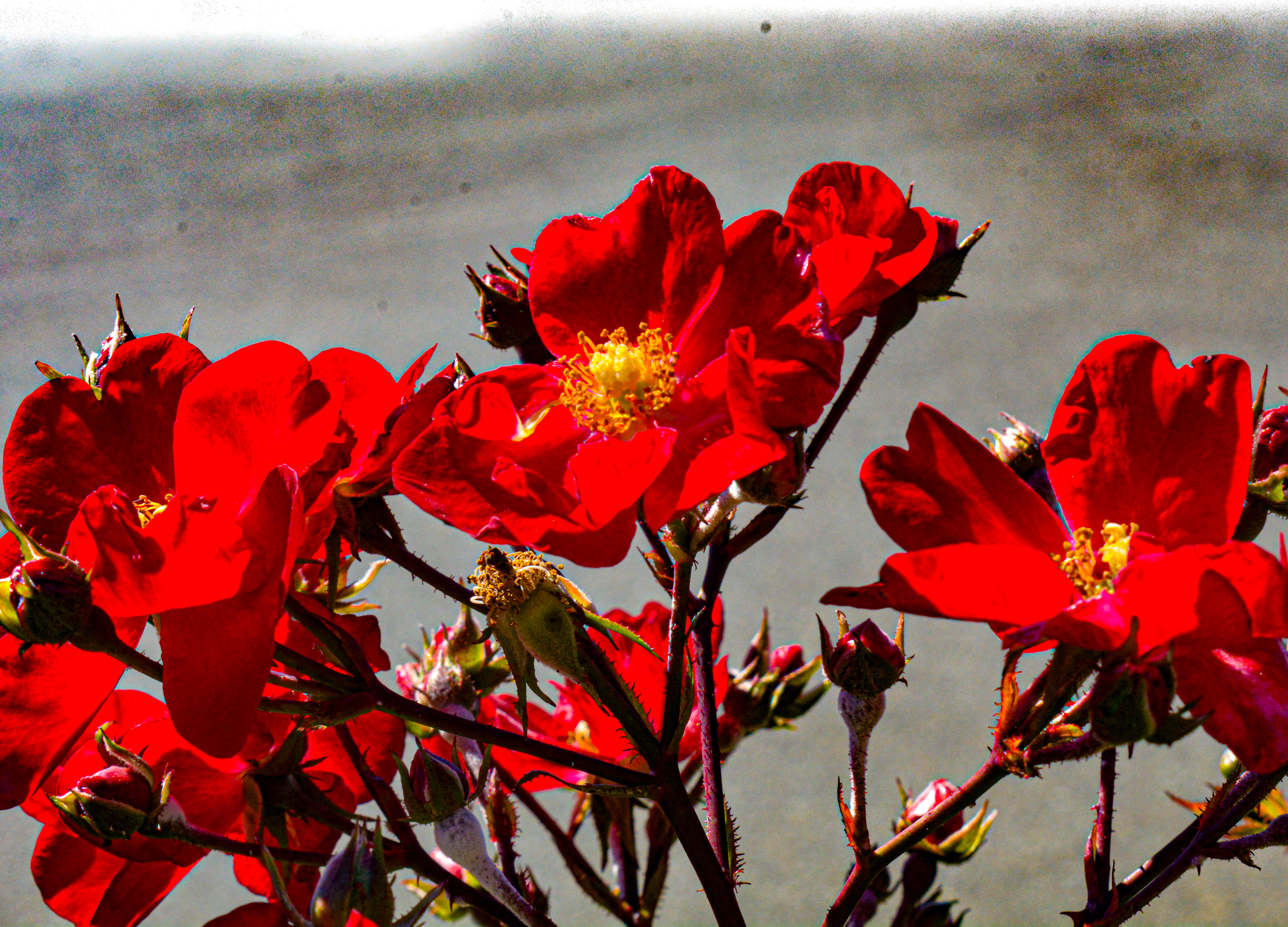Red Wild Flowers, Gig Harbor, WA